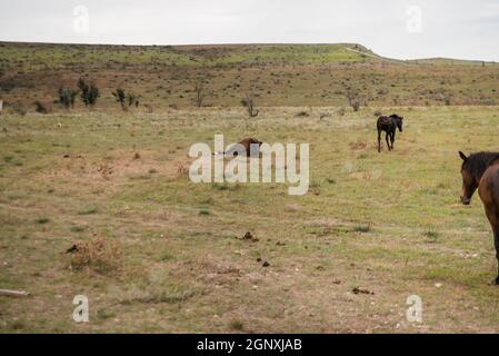 Pferde galoppieren in Blumenwiese, Herbststeppe Stockfoto