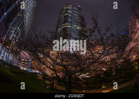 Mohri Garten zu gehen, um Kirschblüten in der Nacht und Roppongi Hills zu sehen. Aufnahmeort: Metropolregion Tokio Stockfoto