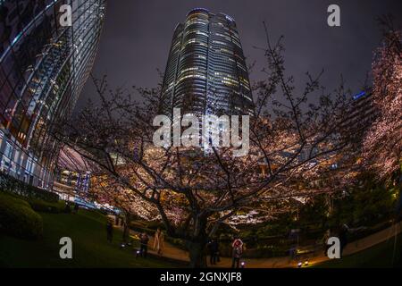 Mohri Garten zu gehen, um Kirschblüten in der Nacht und Roppongi Hills zu sehen. Aufnahmeort: Metropolregion Tokio Stockfoto