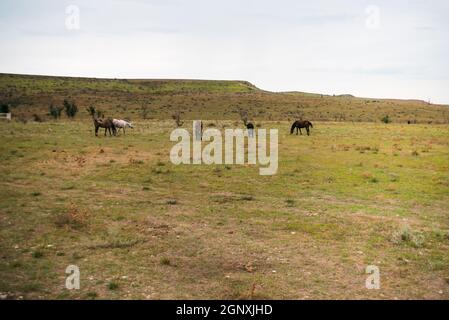 Pferde galoppieren in Blumenwiese, Herbststeppe Stockfoto