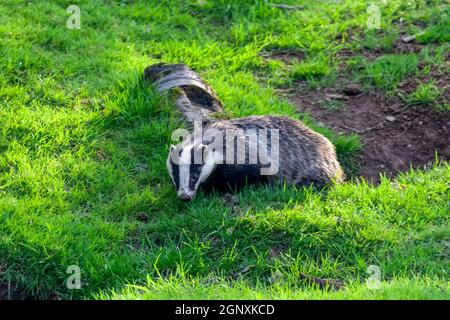 Dachs ein schwarz-weißes Wildtier, das in einem Waldwildwald in Großbritannien füttert, Stockfoto Stockfoto