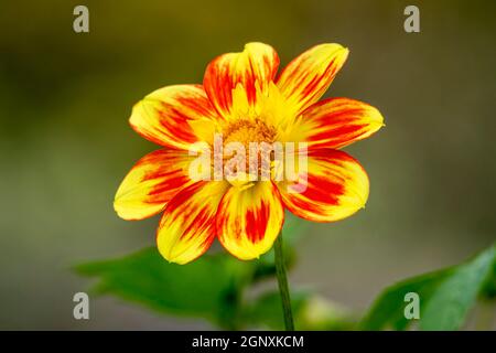 Dahlia 'Pooh Swan Island' eine orange gelbe Blume Sommerblume Tuber Pflanze Stock Foto Bild Stockfoto