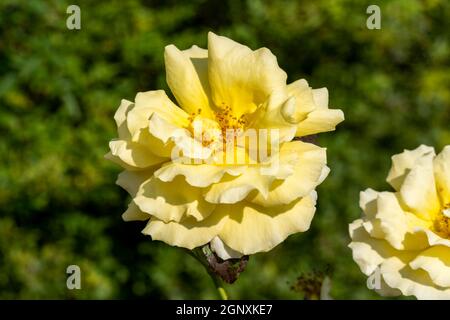 Rose 'Korlillub' (rosa) eine gelbe mehrjährige Frühling Sommer Herbst Blume Strauch bekannt als 'Lichtkonigin Lucia', Stock Foto Bild Stockfoto