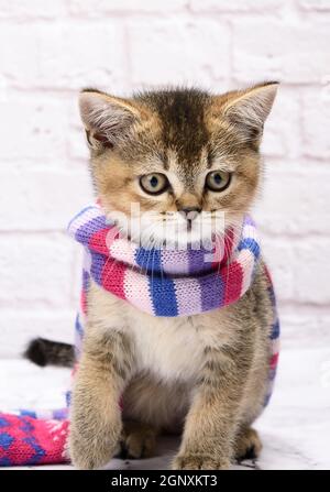 Kätzchen golden getickt britische Chinchilla gerade auf weißem Hintergrund. Die Katze steht in einem Strickschal Stockfoto