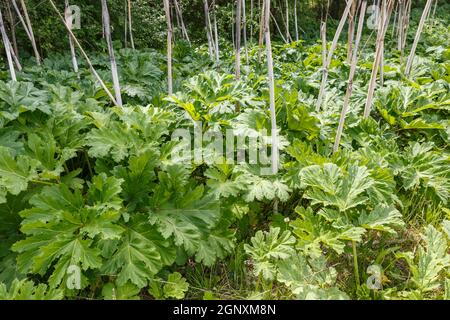 Heracleum sosnowskyi. Große grüne Blätter von Kraut, Kuh Pastinak Pflanze im Sommer Stockfoto