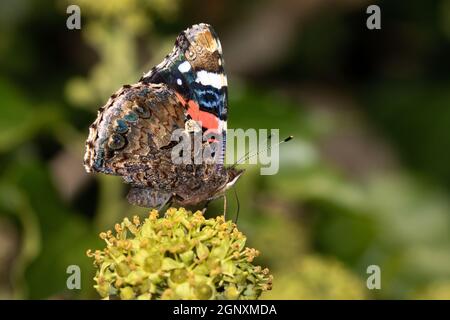 Rotadmiral Schmetterling füttert auf Efeu Stockfoto