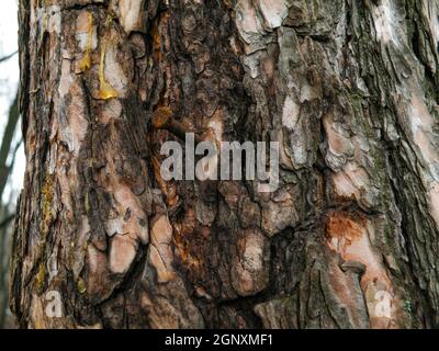 Der Nagel wurde an einen Baum genagelt, um etwas zu benutzen, aber nachdem er benutzt wurde, zogen sie ihn nicht zurück. Stockfoto