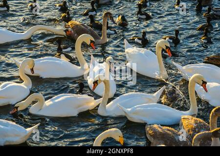 Stockholm Lira See Swan County. Drehort: Schweden, Stockholm Stockfoto