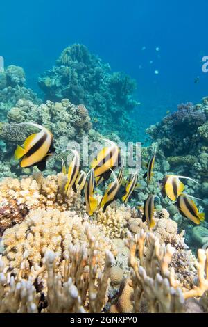 Buntes Korallenriff am Grund des tropischen Meeres, Schwarm von Schwärme-Bannerfischen (Heniochus diphreutes), Unterwasserlandschaft Stockfoto