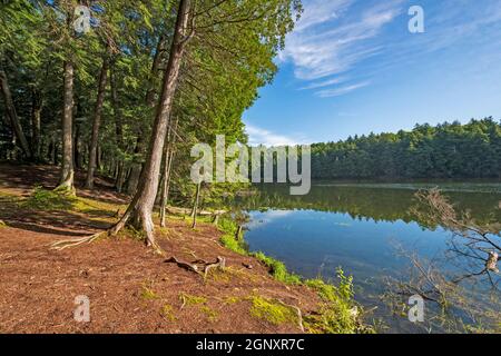 Morgenlicht auf Crooked Lake in der Sylvania Wildnis in Michigan Stockfoto