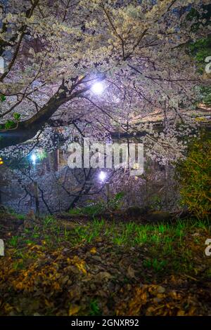 Kirschblüten im Inokashira Park (Inokashira Park). Drehort: Musashino-shi, Tokio Stockfoto