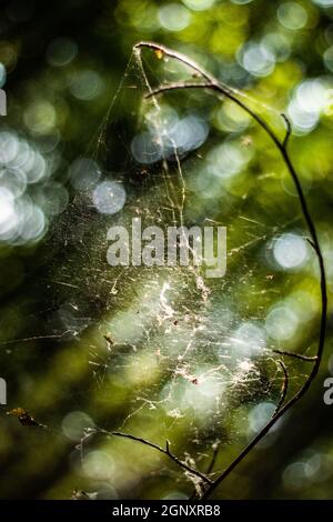 Sonne scheint durch ein Spinnennetz auf einem Ast im Wald | schön beleuchtet durch ein helles Sonnenlicht Spinnennetz auf einem Zweig im Wald Stockfoto