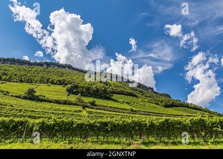 Täler und Hänge mit Traminer-Rebstöcken, Gewürztraminer, entlang der Südtiroler Weinstraße. Provinz Bozen, Trentino-Südtirol Stockfoto