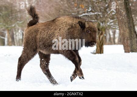 Junge europäische Bison, Bison bonasus, die im Winterwald auf Schnee laufen. Wisent Kalb springt in die Luft in kaltweißer Umgebung von der Seitenansicht. Riesig Stockfoto