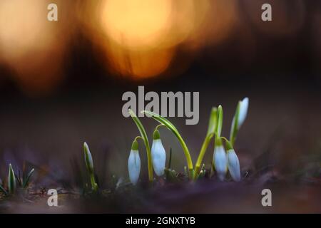 Schneeglöckchen, galanthus nivalis, wachsen aus der Erde im Frühling Natur. Weiße Blütenknospe ragt im Frühlingsuntergang aus dem Boden. Frühe Garde Stockfoto