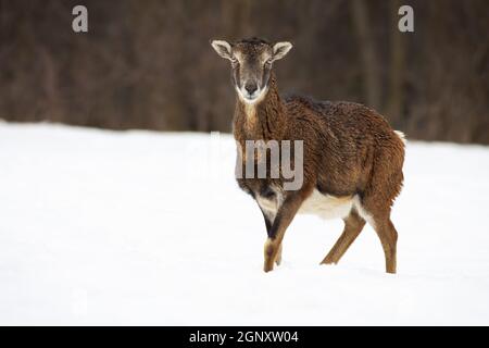 Weiblicher Mufflon, ovis orientalis, mit Wintermantel, der der Kamera zugewandt ist. Alert wilde Schafe stehen allein auf der Wiese von Schnee bedeckt im Winter. Herbivo Stockfoto