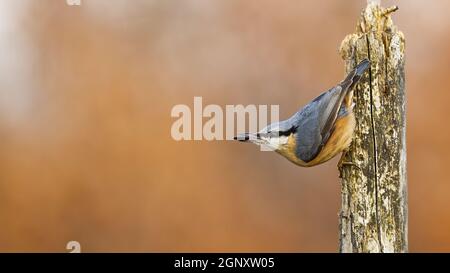 Agiles eurasisches Nuthatch, sitta europaea, der sich mit Sonnenblumenkernen besät. Kleiner Vogel, der am Holzstab befestigt ist. Lebenswichtiges Nuthatch-Klettern und eati Stockfoto