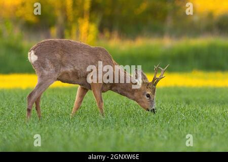 Rehe, Capreolus capreolus, Buck mit Geweih grasen auf der Wiese im Frühjahr Natur bei Sonnenuntergang. Tiere füttern auf einem grünen Feld auf dem Land Stockfoto
