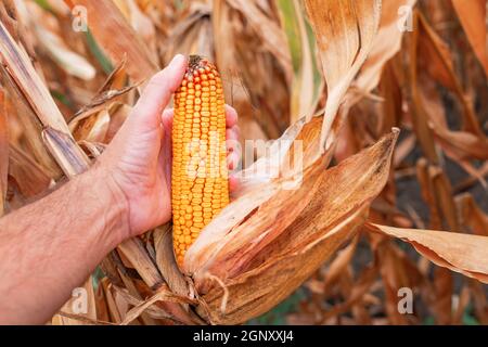 Landwirt pflücken reifen Dent Mais im Feld, Nahaufnahme von Hand und Ohr von Mais mit selektivem Fokus Stockfoto