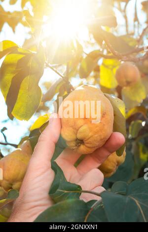 Bauer pflücken reife Quitten Früchte im Obstgarten, Nahaufnahme mit selektivem Fokus Stockfoto