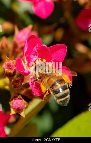 Australische Native Bee auf Rhaphiolepis delacouri x indica, Apfelblüte Indian Hawthorn Stockfoto