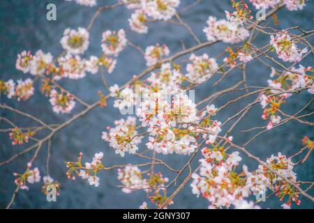 Sakura von Meguro River. Aufnahmeort: Metropolregion Tokio Stockfoto