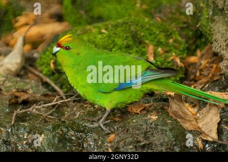 Gelber Sittich, Cyanoramphus auriceps, Motuara Island, Neuseeland Stockfoto