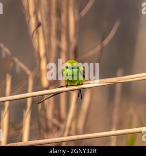 Grüner Bienenfresser schaut in die Kamera Stockfoto