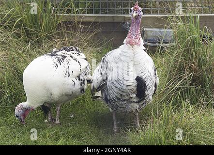 CROLLWITZ TRUTHÄHNE; ODDS FARM Stockfoto