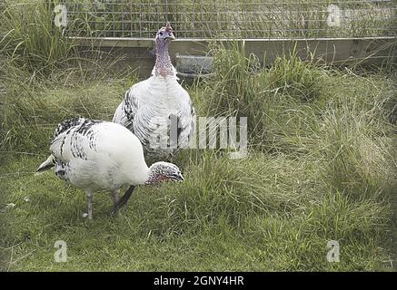 CROLLWITZ TRUTHÄHNE; ODDS FARM Stockfoto