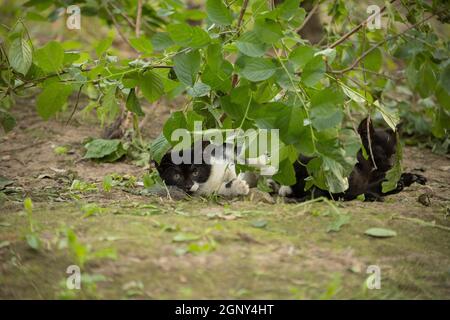 Obdachlose Katze auf der Straße. Schwarz-weiße Katze im Hof. Ein Tier ohne Besitzer. Niedliches Haustier. Stockfoto