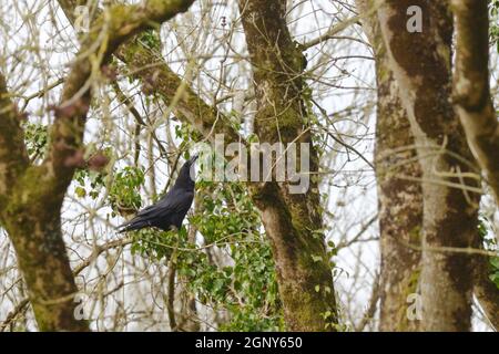 Corvus Corax, Rabe füttert Efeu-Beeren im Wald in Spring, Wales, Großbritannien Stockfoto