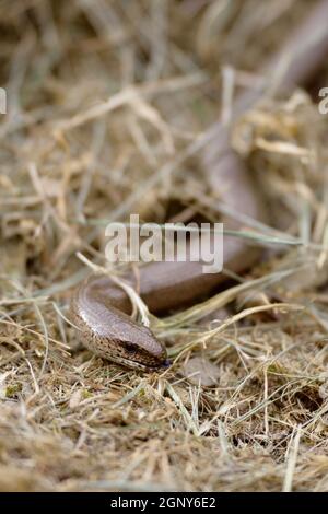 Anguis fragilis, langsamer Wurm, der sich durch trockenes Gras in Spring, Wales, Großbritannien, bewegt Stockfoto