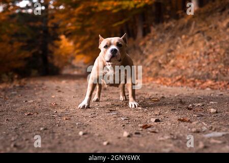 American bully weiblichen stehend auf der Garten im Herbst Stockfoto