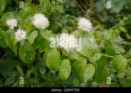 Cornus sanguinea, einheimische britische Dogwood Flowers, Wales, Großbritannien Stockfoto