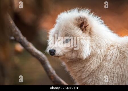 Ein junger weißer Marderhund im Zoo Köthen Sachsen Anhalt Deutschland Stockfoto