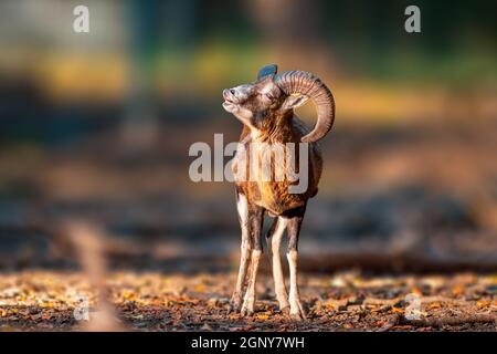 Ein junger Mouflon (Ovis gmelini musimon) im Zoo koethen, sachsen anhalt, deutschland Stockfoto
