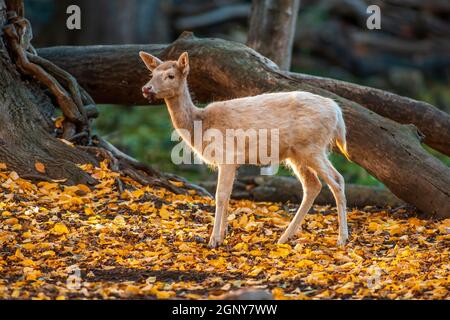 Eine weiße japanische sika-Hirsche (Cervus nippon) steht im Wald im Zoo köthen, sachsen anhalt Stockfoto