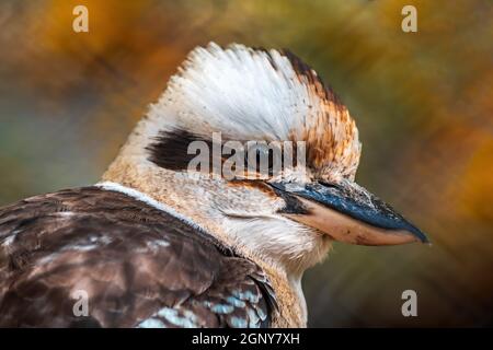 Ein Porträt eines lachenden Kookaburra-Vogels (Dacelo novaeguineae) im Zoo köthen, sachsen anhalt, deutschland Stockfoto