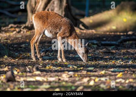 Eine junge weibliche Mouflon (Ovis gmelini musimon) im Zoo koethen, sachsen anhalt, deutschland Stockfoto