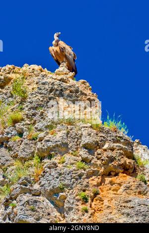 Gänsegeier, Gyps fulvus, Hoces del Rio Duraton Natural Park, Duraton River Gorges, Segovia, Castilla y Leon, Spanien, Europa Stockfoto