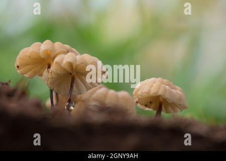 Giftige Pilze wachsen in einem Wald. Fotografiert in israel im Dezember Stockfoto