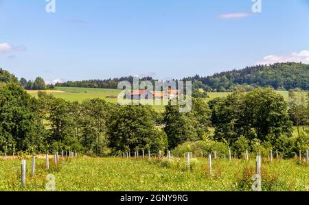 Idyllische Landschaft rund um Wiesenfelden im Bayerischen Wald im Sommer Zeit Stockfoto