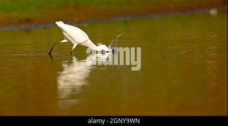 Kleiner Reiher (Egretta garzetta), der im Pool waten und nach Nahrung suchen kann. Dieser kleine weiße Reiher stammt ursprünglich aus wärmeren Teilen Europas und As Stockfoto