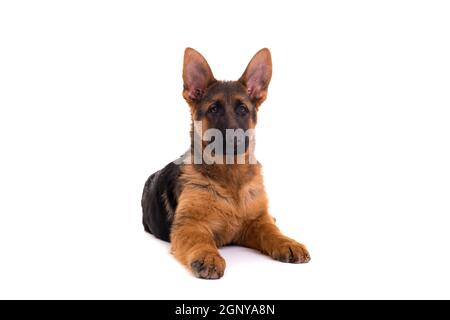 Studio geschossen von einem Deutschen Schäferhund Welpen auf weißem Hintergrund posiert Stockfoto