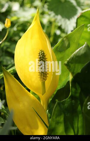 Nahansicht eines gelben Stinkkohls, Lysichiton americanus, Blume und Blätter mit einem verschwommenen Hintergrund von Blättern und anderen Blüten. Stockfoto