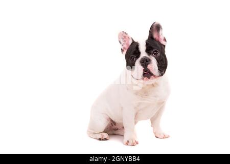 Lustige französische Bulldogge Welpen posiert vor einem weißen Hintergrund isoliert Stockfoto