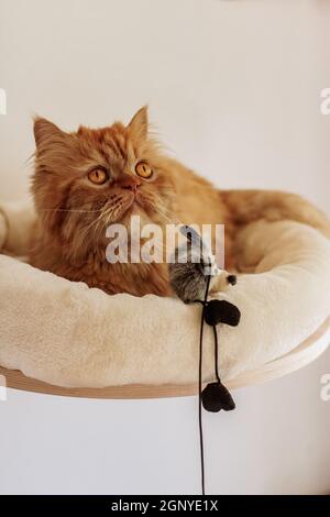 Braune perserkatze sitzt an verschiedenen Orten und spielt Stockfoto