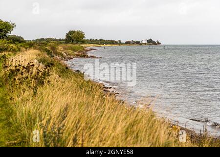 Sanfte Hügel und sanfte Wege auf dem Archipelago-Pfad (Øhavsstien). Auf der dänischen Insel Langeland wandert man oft im Schutz von befestigten Hecken durch versunkene Wege. Felder wechseln sich mit Strandabschnitten ab und in der Ferne ist bereits ein Buchenwald sichtbar. Langeland, Dänemark Stockfoto