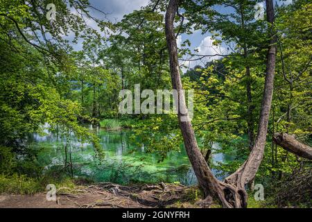 Verdrehte Papageien und Bäume, die vom Sonnenlicht am Rand des türkisfarbenen Teiches erleuchtet sind. Grüner, üppiger Wald Nationalpark Plitvicer Seen UNESCO Weltkulturerbe Kroatien Stockfoto